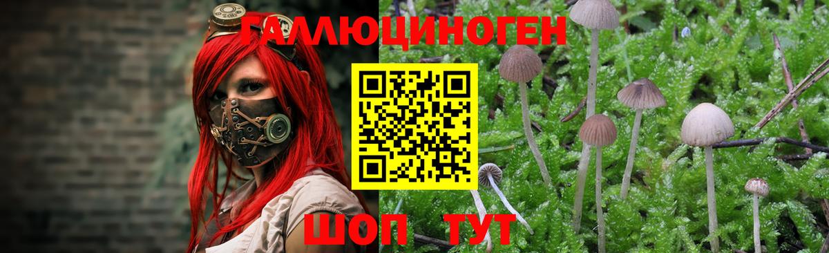 Псилоцибиновые грибы GOLDEN TEACHER Татарск